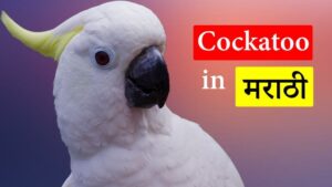 Read more about the article Biography of Cockatoo in Marathi (काकातुआ)