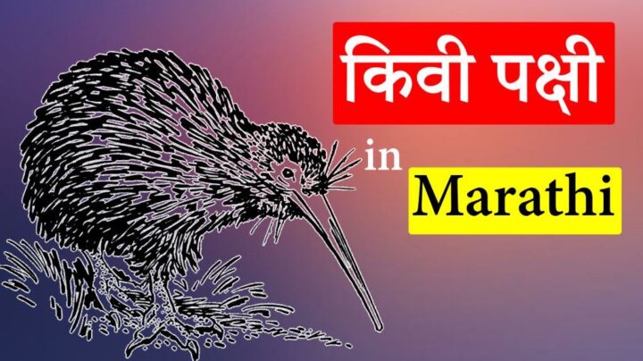 biography-of-kiwi-bird-in-marathi