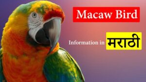 Read more about the article Biography of Macaw Bird in Marathi (मकाऊ पक्षी)
