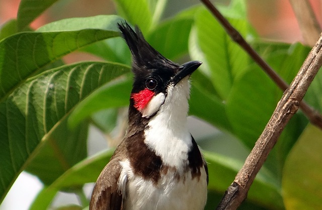 Bulbul Information In Marathi 