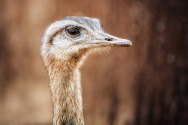 Ostrich Information in Marathi Wikipedia