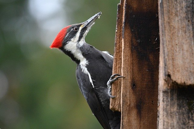 Read more about the article Woodpecker Information In Marathi