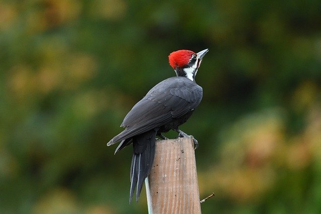 Woodpecker Information In Marathi