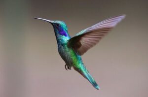 Read more about the article Hummingbird Information in Marathi