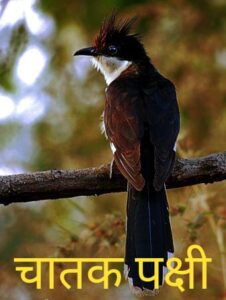 Read more about the article Chatak Bird in Marathi